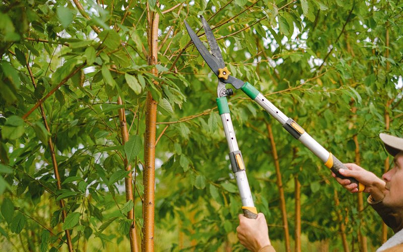 Tree trimming in Owensville, OH